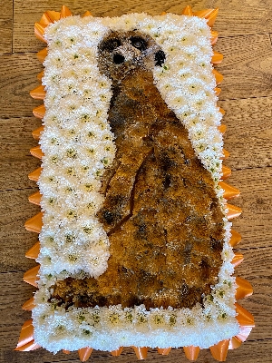 Meerkat Tribute