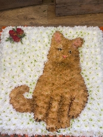 Ginger cat