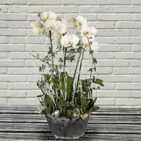 Orchid and ivy planter